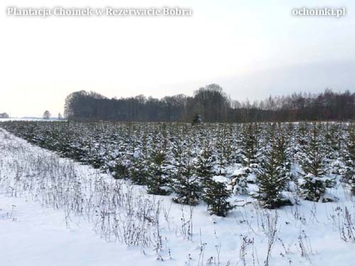 Plantacja w Rezerwacie Bobra ochoinki.pl zimą - młode choinki